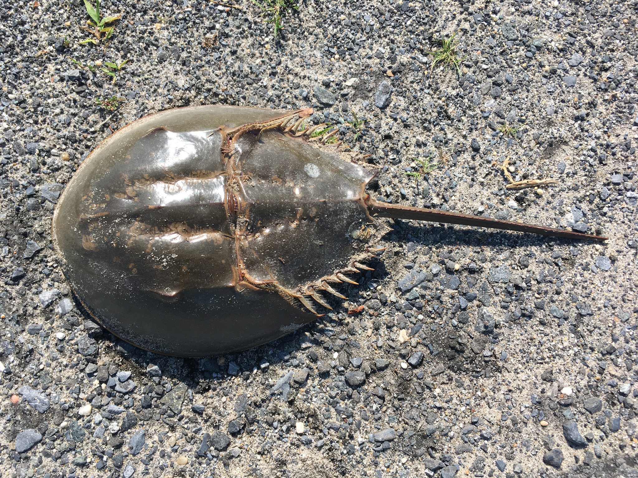 Limulus Polyphemus (At Nalı Yengeci)